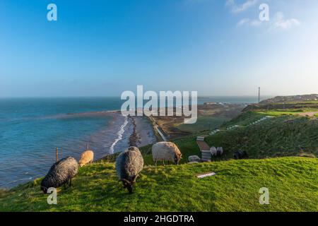 Heidschnucken Sheep grazing in the Oberland Upper Land in the North Sea island of Heligoland, Northern Germany, Central Europe Stock Photo