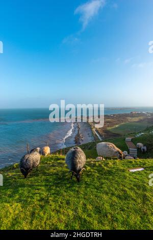 Heidschnucken Sheep grazing in the Oberland Upper Land in the North Sea island of Heligoland, Northern Germany, Central Europe Stock Photo