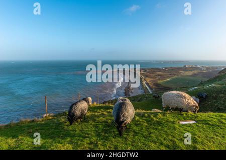 Heidschnucken Sheep grazing in the Oberland Upper Land in the North Sea island of Heligoland, Northern Germany, Central Europe Stock Photo