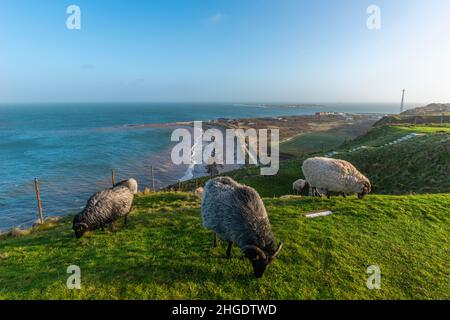 Heidschnucken Sheep grazing in the Oberland Upper Land in the North Sea island of Heligoland, Northern Germany, Central Europe Stock Photo