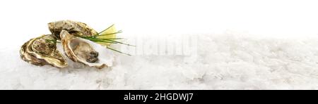 Oysters with Lemon, Shell and Ice isolated on white Background - Panorama Stock Photo