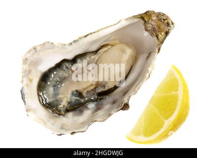 Oyster with Lemon and Shell isolated on white Background Stock Photo