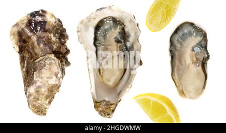 Oysters with Lemon and Shell isolated on white Background Stock Photo