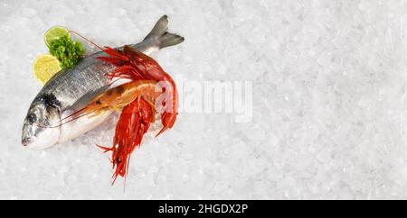 Grey Gilthead Seabream with Carabinero Shrimps on Crushed Ice isolated on white Background - Panorama Stock Photo