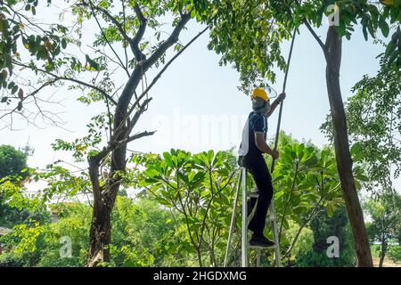 Asian professional gardener trimming plants using pruning saw on a ladder. A Tree Surgeon or Arborist cuts branches of a tree in the garden. Man sawin Stock Photo