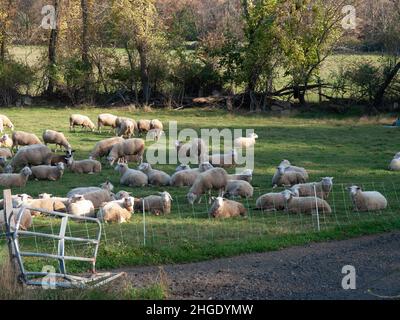 Sheep farming, feeding, milking, dairy Stock Photo