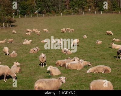 Sheep farming, feeding, milking, dairy Stock Photo