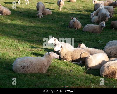 Sheep farming, feeding, milking, dairy Stock Photo