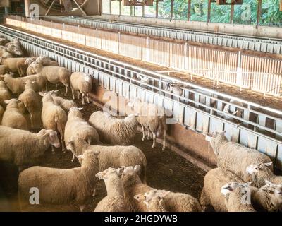 Sheep farming, feeding, milking, dairy Stock Photo