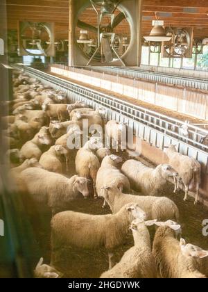 Sheep farming, feeding, milking, dairy Stock Photo