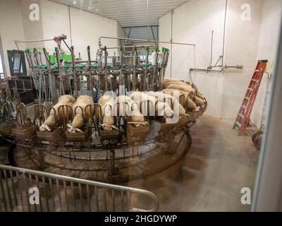 Sheep farming, feeding, milking, dairy Stock Photo