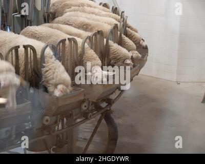 Sheep farming, feeding, milking, dairy Stock Photo