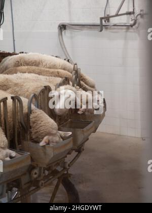 Sheep farming, feeding, milking, dairy Stock Photo