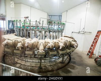 Sheep farming, feeding, milking, dairy Stock Photo