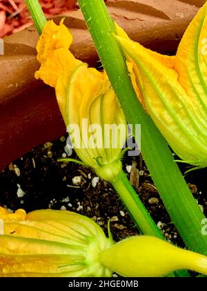 Squash Flower Blossoms Stock Photo