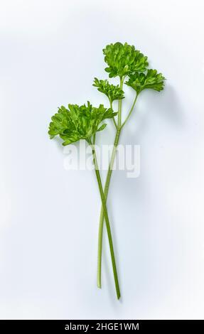 fresh parsley isolated on white. Stock Photo