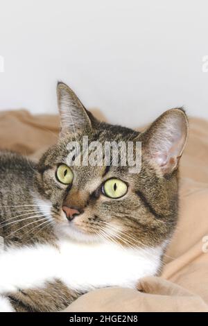 Gray shorthair domestic tabby cat lying in bed and looking away. Selective focus. Stock Photo