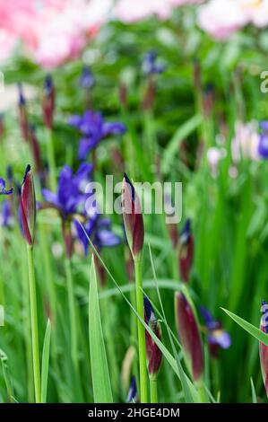 Iris Buds in Garden with Pink Flowers in Background Stock Photo