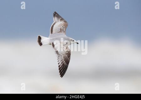 Mediterranean Gull (Ichthyaetus melanocephalus), juvenile in flight showing upperparts, Campania, Italy Stock Photo