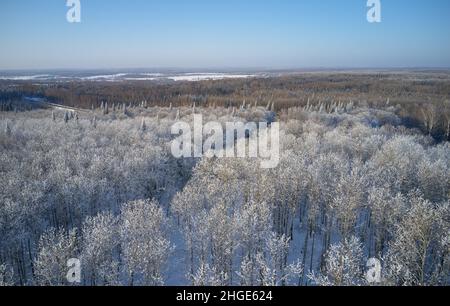 Aerial photo view of winter taiga landscape on Salair Ridge in winter. Abies sibirica trees covered by hoarfrost rise above the aspen forest. Siberia, Stock Photo