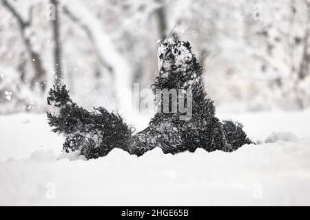 Happy black long-haired dog in the snow. The big dog is glad of the snow. black dog in the snow. What happens if you walk your dog in winter. Stock Photo