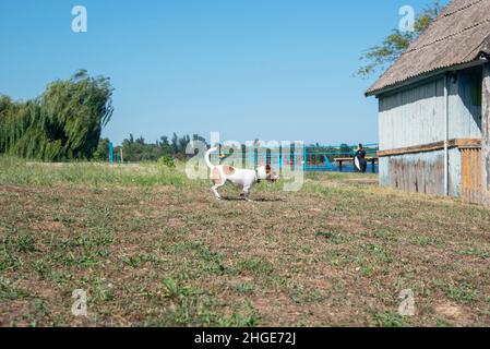 A dog of the Jack Russell Terrier breed runs with an orange ball in its mouth along the green grass, on an old beach against the background of the sky Stock Photo