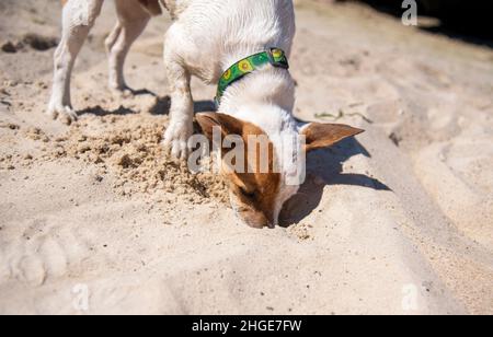 Dog Jack Russell Terrier playing on the beach in the sand with a green avocado collar, his nose in a hole he dug in the sand Stock Photo