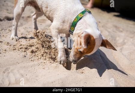 Dog Jack Russell Terrier playing on the beach in the sand with a green avocado collar, he digs a hole in the sand with one paw Stock Photo