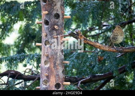 young wild bird next to an almost empty wild bird fat feeder made from wood lake district, cumbria, england, uk Stock Photo