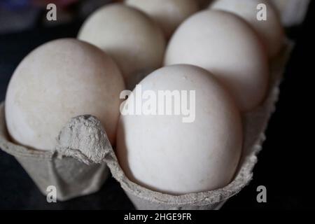 six white duck eggs in a carton bought from a local farm lake district, cumbria, england, uk Stock Photo