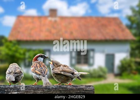 Male common sparrow / house sparrow (Passer domesticus) with two juveniles begging for food on wooden fence in garden of house in the countryside Stock Photo