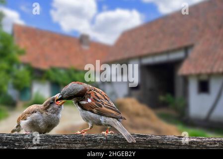 Male common sparrow / house sparrow (Passer domesticus) feeding juvenile perched on wooden fence at courtyard of farm in the countryside Stock Photo