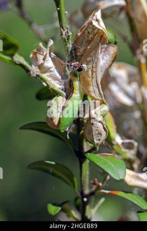 Pupa of the box tree moth - Cydalima perspectalis in nature. It is an invasive species of insect. Pest in the gardens. Stock Photo