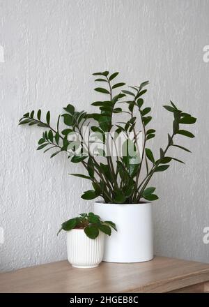 ZZ plant or Zamioculcas zamiifolia and African violets Stock Photo
