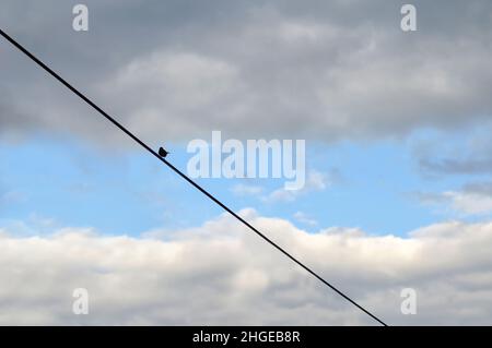 Bird on a wire against blue sky Stock Photo