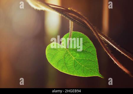 Close up of heart shaped leaf on brown background with copy space Stock Photo