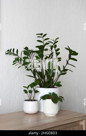 ZZ plant or Zamioculcas zamiifolia and African violet Stock Photo