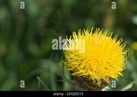 Great golden knapweed, (Centaurea macrocephala) Stock Photo