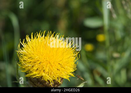 Great golden knapweed, (Centaurea macrocephala) Stock Photo