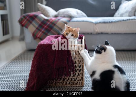 two domestic cats interact in a wicker basket Stock Photo