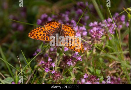 Pearl-bordered fritillary (Boloria euphrosyne), a orange butterfly with black spots on wild thyme (thymus praecox) blossoms found in National Park of Stock Photo