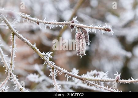 Crystals of frost on a hazel branch with some catkins Stock Photo