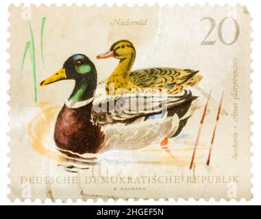 Postcard printed in the USSR shows wild ducks Stock Photo