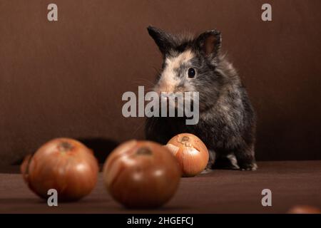 Decorative cute little gray-brown rabbit charmingly sits with a bow on a dark background indoors in a photo studio Stock Photo