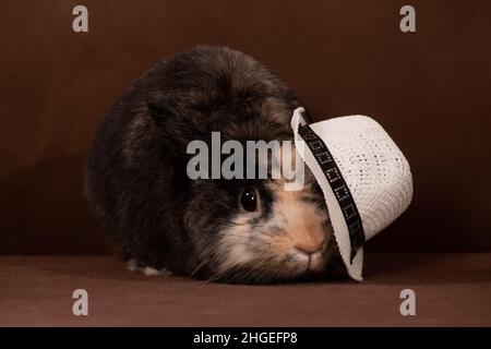 A small frightened fluffy cute rabbit hid under a white hat on a brown background indoors in a photo studio Stock Photo
