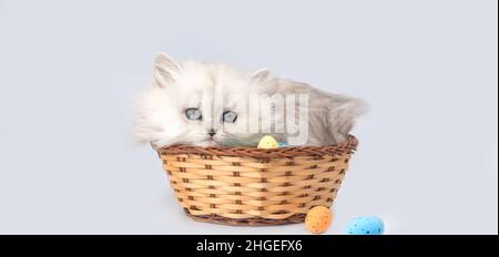 Easter eggs in wicker basket with cute kitten. Easter spring background. British longhair cat breed photo Stock Photo