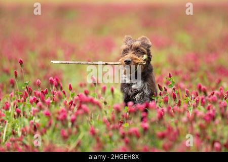 Rough-coated Bohemian Pointer is breed of versatile dog. Dog play in italian clover field. Stock Photo