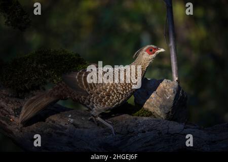 Kalij Pheasant, Lophura leucomelanos, female, Uttarakhand, India Stock Photo