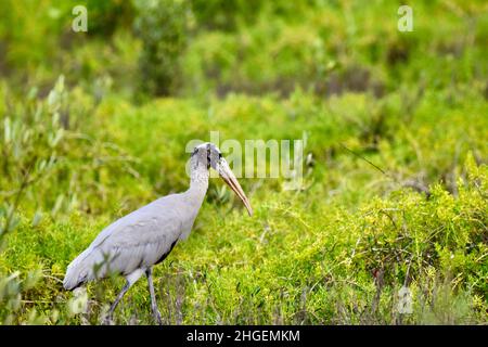 A lone Wood stork (Mycteria americana) wading in the grasses in San Pedro, Belize. Stock Photo