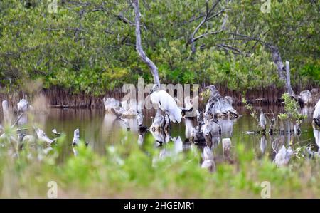 A Wood stork (Mycteria americana) resting in the lagoon among wood trunks and shrubs in San Pedro, Belize. Stock Photo